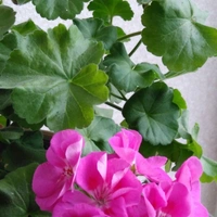 Ivy Geranium ( Pink )  - white standard pot , 12 - 15 inch