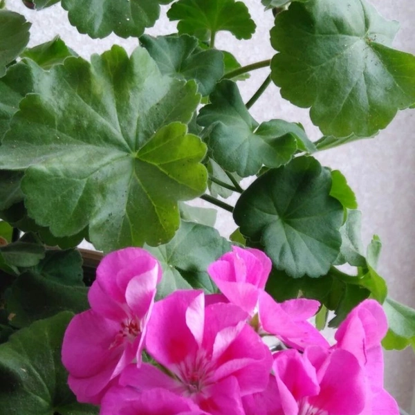 Ivy Geranium ( Pink )  - white standard pot , 12 - 15 inch