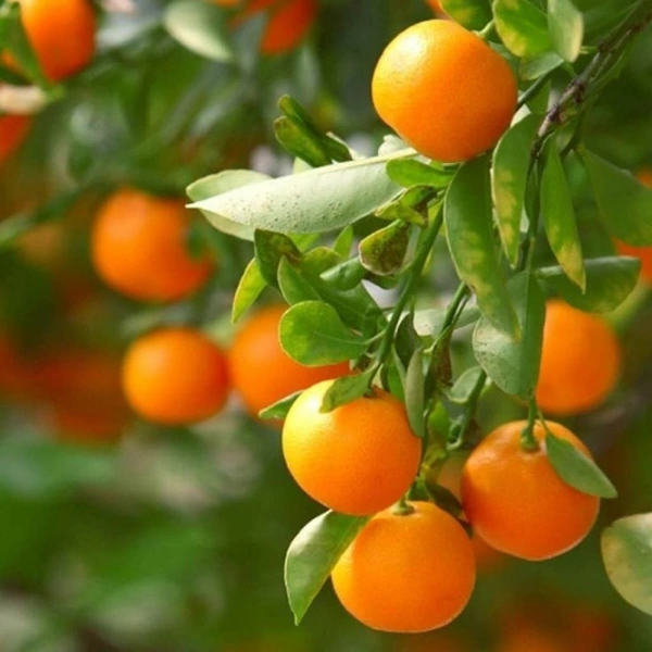 Orange Plant Dwarf  - whitr standard pot