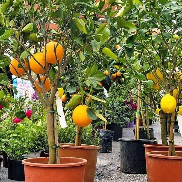Orange Plant Dwarf  - whitr standard pot