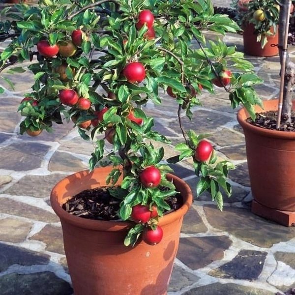 Pomegranate Dwarf Plant  - brown standard pot
