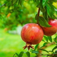 Pomegranate Dwarf Plant  - brown standard pot