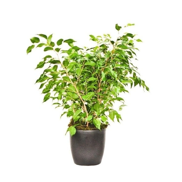 Ficus Benjamina ( Weeping Fig ) - brown standard pot , 0.5 - 1 feet