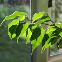 Ficus Benjamina ( Weeping Fig ) - brown standard pot , 0.5 - 1 feet