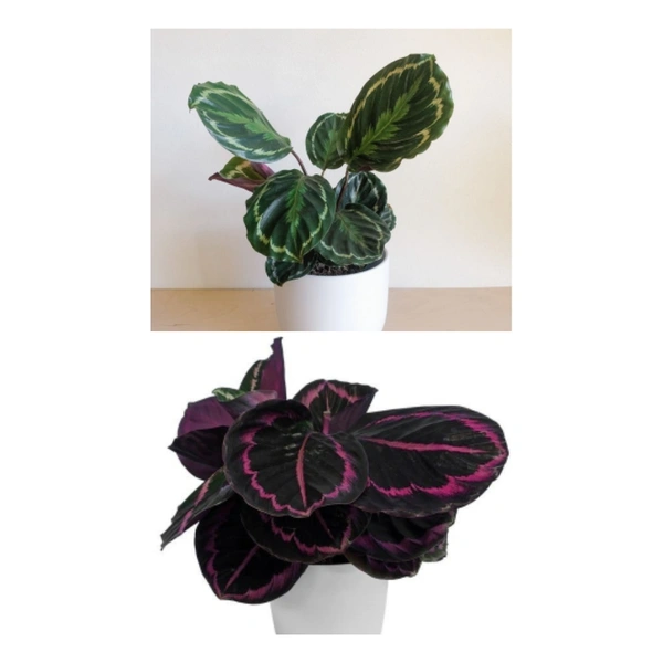 Calathea ( Combo Of Roseopicta And Veitchiana ) - white standard pot , 14 - 18 inch