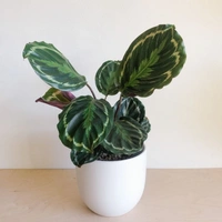 Calathea ( Combo Of Roseopicta And Veitchiana ) - white standard pot , 14 - 18 inch