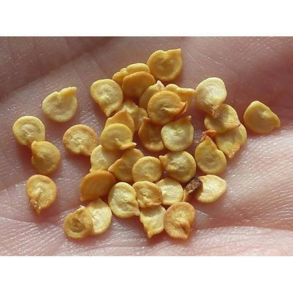 Capsicum Seeds  - large ( 75 - 80 seeds )