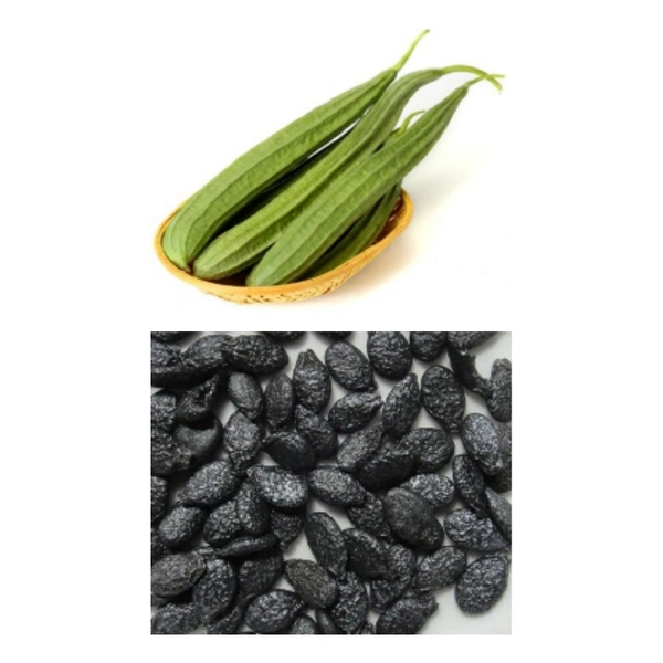 Ridge Gourd Seeds - large ( 75 - 80 seeds )