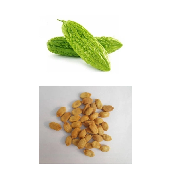 Bitter Guard Seeds  - large ( 75 - 80 seeds )
