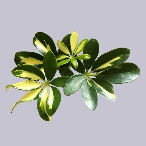Schefflera Variegated  - white standard pot , 0.5 - 1 feet