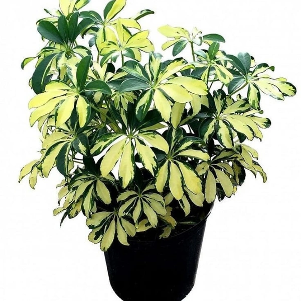 Schefflera Variegated  - black standard pot