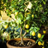 Lemon Hybrid Dwarf  - brown standard pot , 1 - 2 feet
