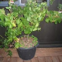 Grape Hybrid Dwarf - brown standard pot