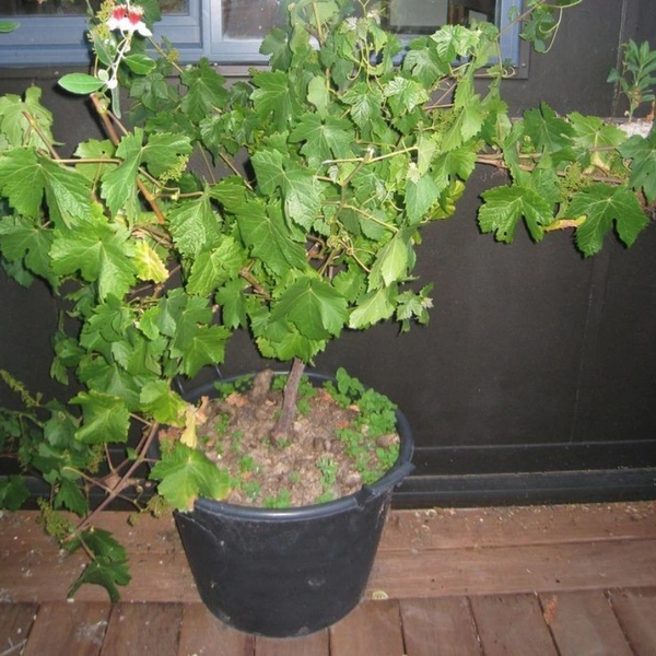 Grape Hybrid Dwarf - brown standard pot