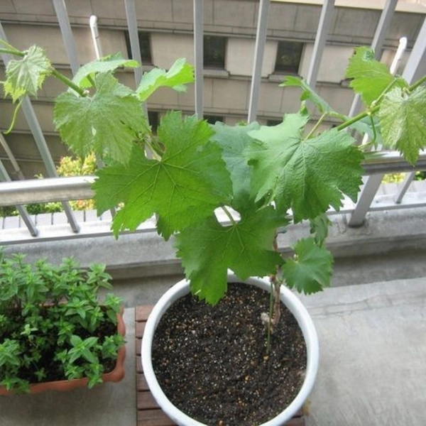 Grape Hybrid Dwarf - brown standard pot