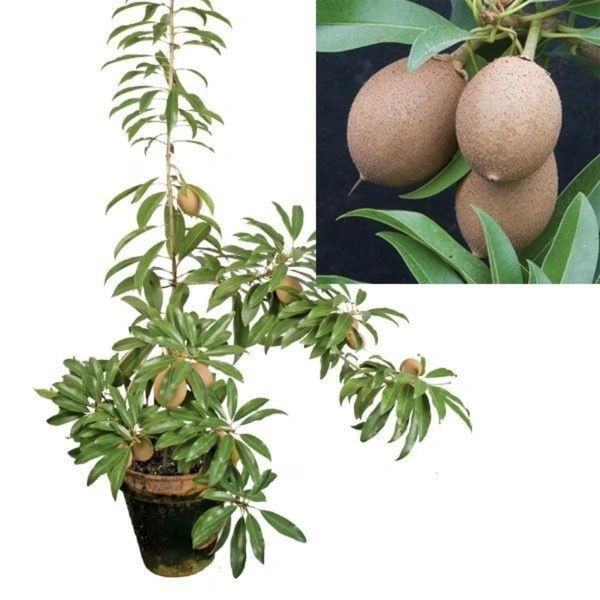 Sapota Hybrid Dwarf  - white standard pot, 1 - 2 feet