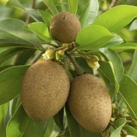 Sapota Hybrid Dwarf  - brown standard pot