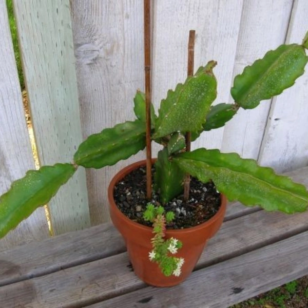 Dragon Fruit  - brown standard pot