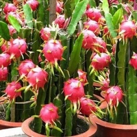 Dragon Fruit  - brown standard pot