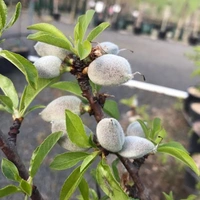 Almond Tree Dwarf  - brown standard pot, 2 - 2.5 feet
