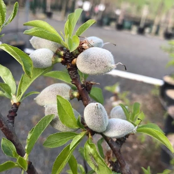 Almond Tree Dwarf  - brown standard pot, 2 - 2.5 feet