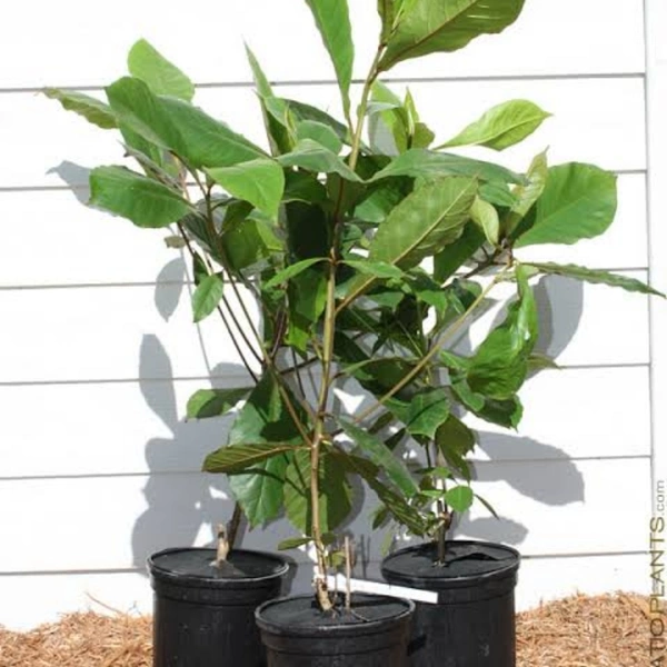 Almond Tree Dwarf  - brown standard pot, 2 - 2.5 feet