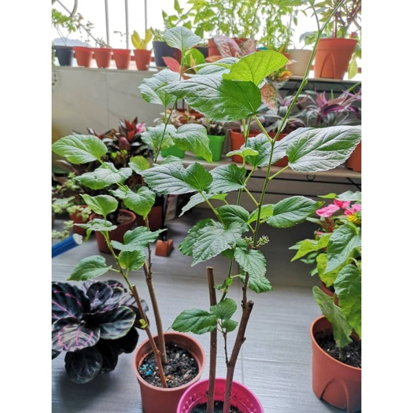 Mulberry Dwarf  - brown standard pot 