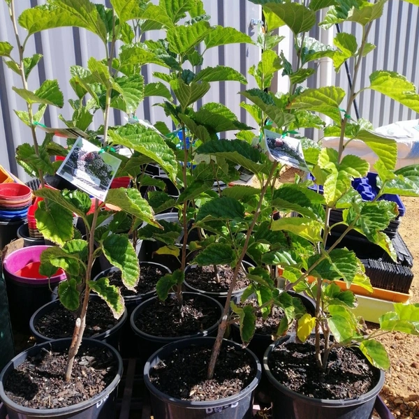 Mulberry Dwarf  - white standard pot 