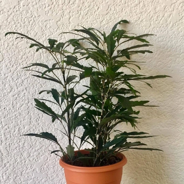 False Aralia Green - white standard pot , 0.5 - 1 feet