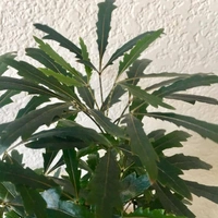 False Aralia Green - white standard pot , 0.5 - 1 feet