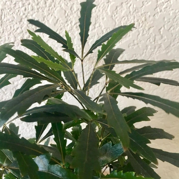False Aralia Green - white standard pot , 0.5 - 1 feet