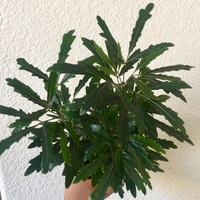 False Aralia Green - brown standard pot