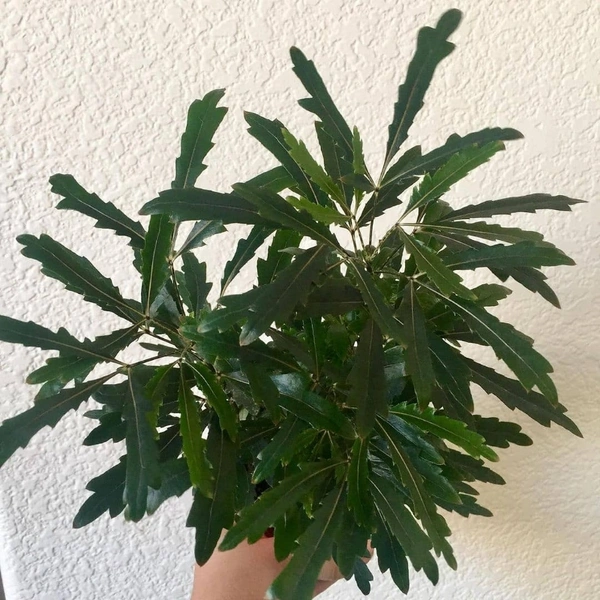 False Aralia Green - brown standard pot