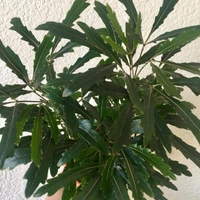 False Aralia Green - brown standard pot