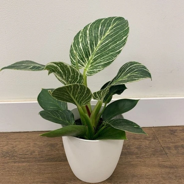 Philodendron Birkin  - brown standard pot , 12 - 15 inch