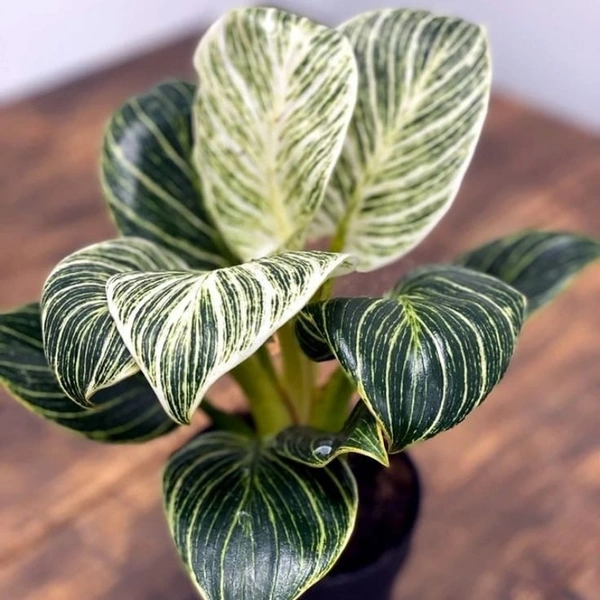 Philodendron Birkin  - black standard pot 