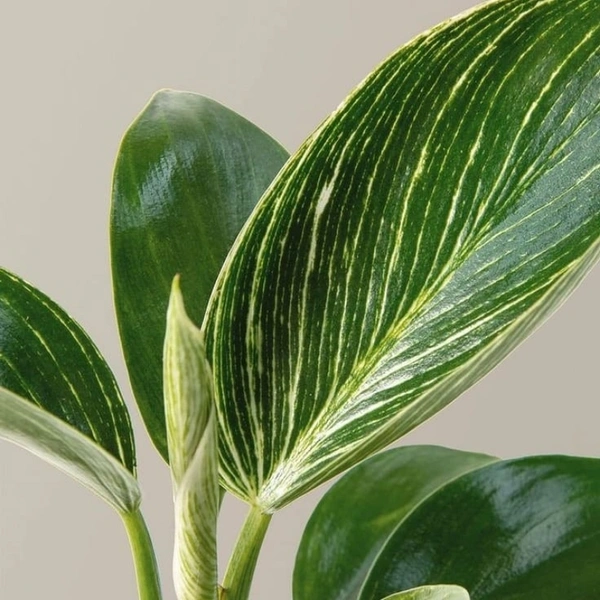 Philodendron Birkin  - white standard pot