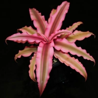 Earth Star  - white standard pot , 10 - 13 cm