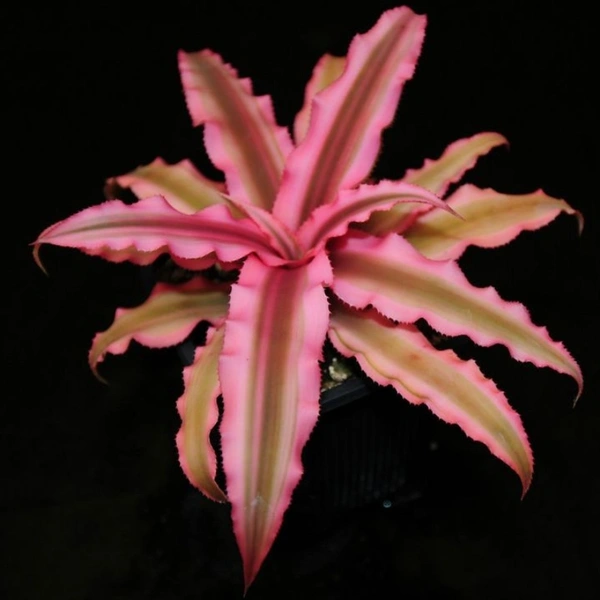 Earth Star  - white standard pot , 10 - 13 cm