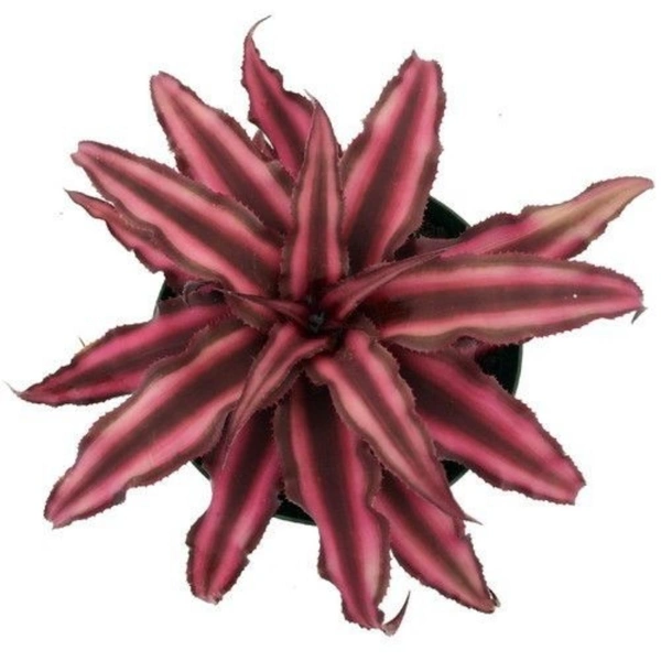 Earth Star  - brown standard pot 