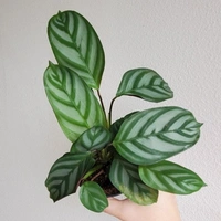Calathea Prayer Plant  - white standard pot , 0.5 - 1 feet