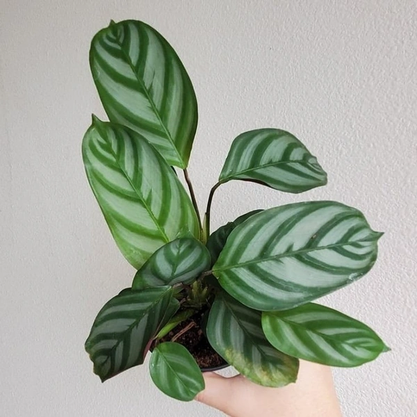 Calathea Prayer Plant  - white standard pot , 0.5 - 1 feet