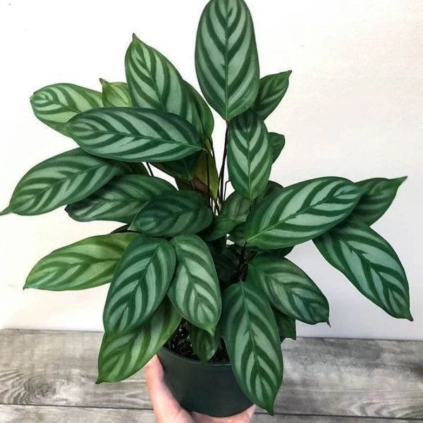 Calathea Prayer Plant  - brown standard pot 