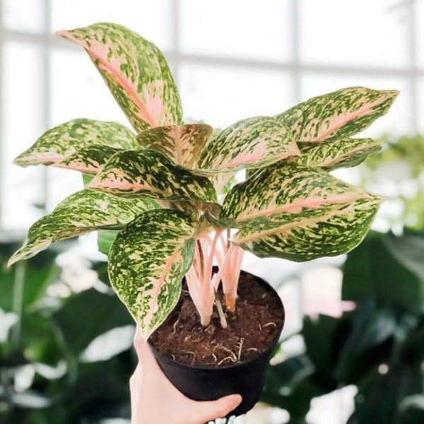 Aglaonema pink Buety  - white standard pot , 0.5 - 1 feet