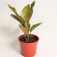 Aglaonema pink Buety  - white standard pot , 0.5 - 1 feet