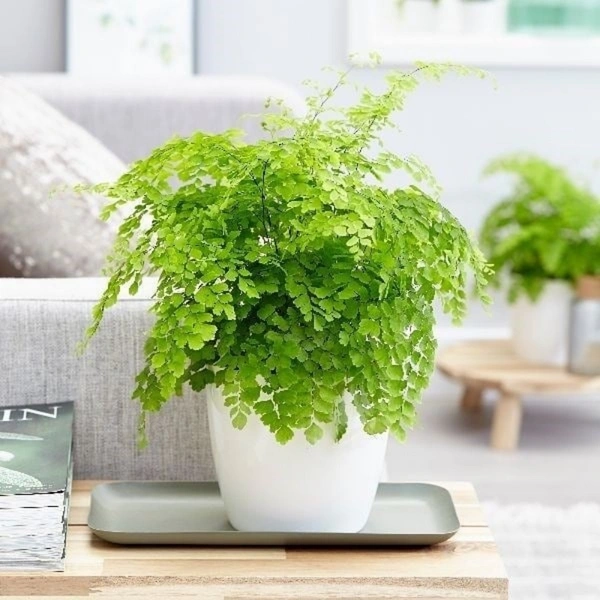  Addiantum raddianum fragrans ( Boston Compacta ) - white standard pot , 15 - 20 inch