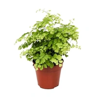  Addiantum raddianum fragrans ( Boston Compacta ) - white standard pot , 15 - 20 inch