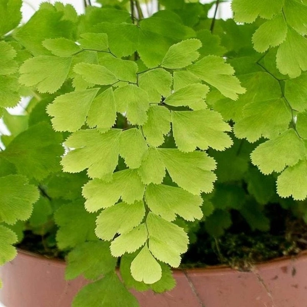  Addiantum raddianum fragrans ( Boston Compacta ) - white standard pot , 15 - 20 inch