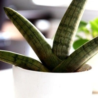 Sansevieria Boncel - self watering pot , 0.5 - 1 feet 