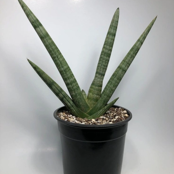 Sansevieria Boncel - self watering pot , 0.5 - 1 feet 